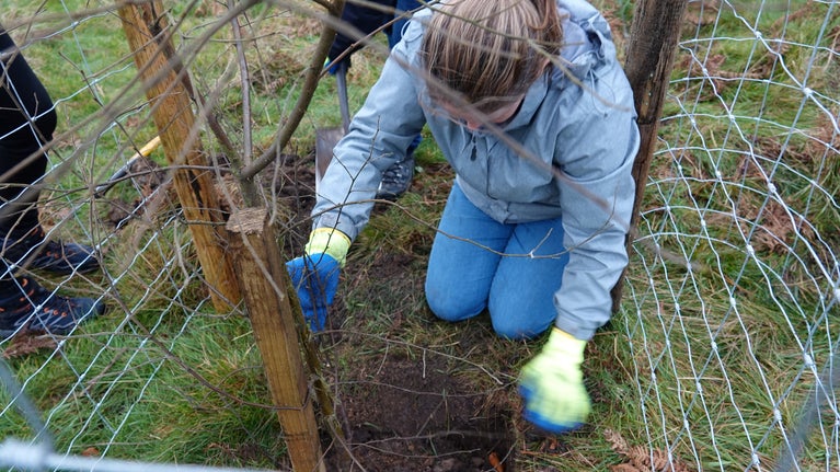 A person bent down inside a treeguard made of wood and metal fencing material planting a small tree sapling.